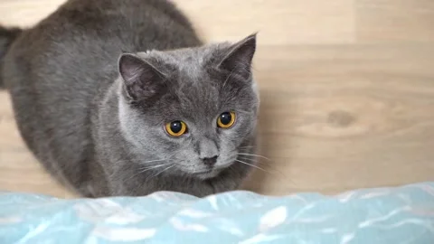 A gray cat, chartreuse or British plays, hunts for stick. Huge eyes. Games with Vidéo 169110976
