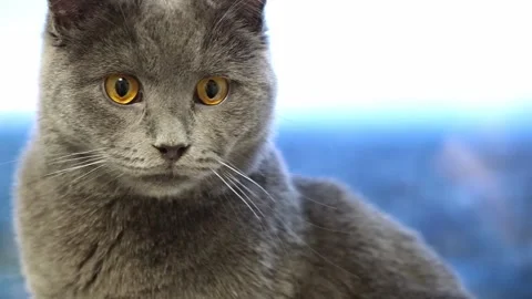 A gray cat, chartreuse or British cat licks its lips after eating grass. Games Stock Footage 169608441