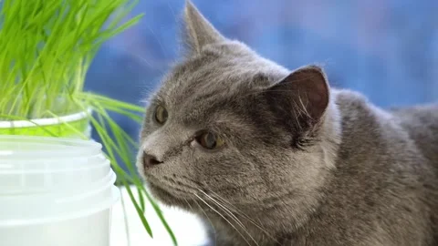 Gray cat, chartreuse or British eats grass on the windowsill. Games with cat. Stock-Footage 170088798