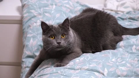 A gray cat, chartreuse or British plays, hunts for stick. Huge eyes. Games with Stock Footage 170580215