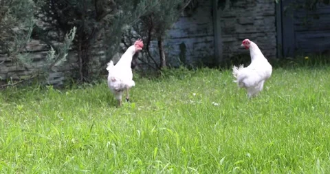A gray cat chases white chickens walking on the lawn Stock Footage 337588501