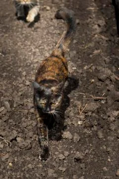 Gray cat chasing a cat with orange eyes 스톡 사진