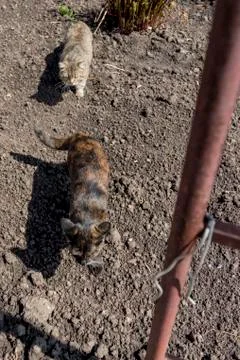 Gray cat chasing a cat with orange eyes Foto stock