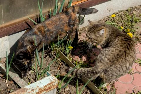 Gray cat chasing a cat with orange eyes 写真素材