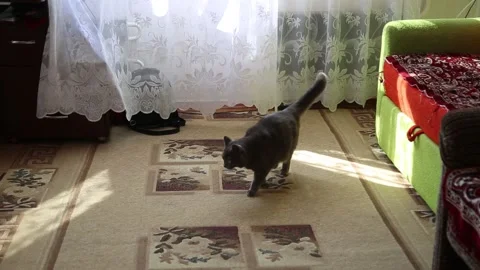 Gray cat chews white thread Stock Footage 161957145