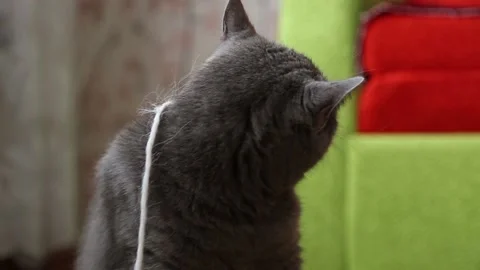 Gray cat chews white thread Stock Footage 162310474