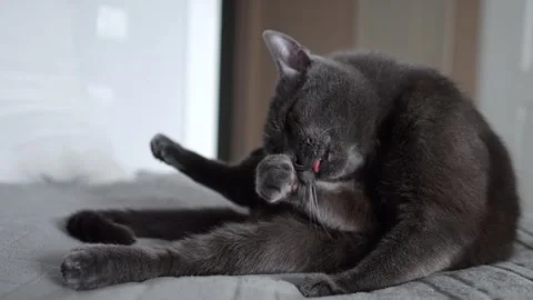 Gray cat cleaning itself on a blanket Stock Footage 313343592