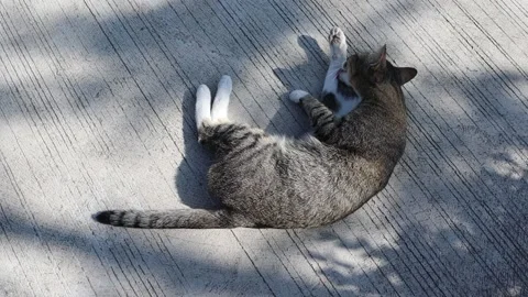 Gray cat is cleaning itself on cement flooring Stock Footage 144959544