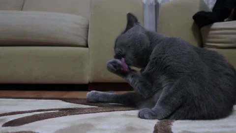 Gray cat cleans her face by licking Stock Footage 203971409