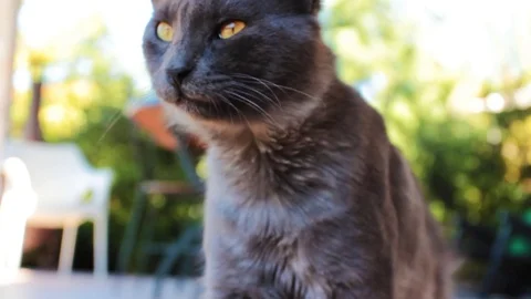 Gray cat cleans himself and yawns showing his sharp teeth Stock Footage 77910926