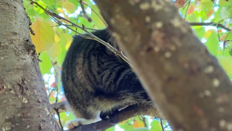 A gray cat climbs an apple tree in the yard and walks along the branches. The cu Stock Footage 318079902