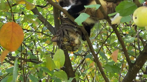 A gray cat climbs an apple tree in the yard and walks along the branches. The cu Stock Footage 318079949