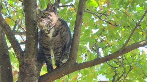 A gray cat climbs an apple tree in the yard and walks along the branches. The cu Stock Footage 318080013