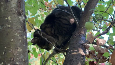 A gray cat climbs an apple tree in the yard and walks along the branches. The cu Stock Footage 318080035