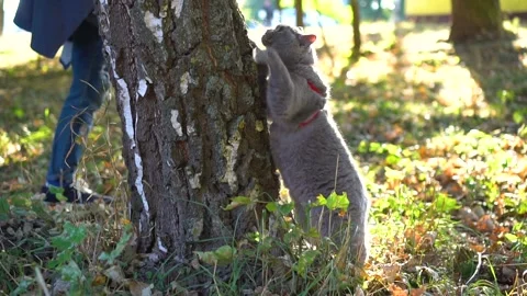 Gray cat climbs a tree. Scottish Highland Straight Cat on a leash. Stock Footage 116618800