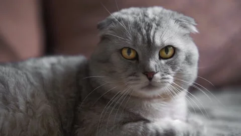 Gray cat close up Stockbeeldmateriaal 145943537