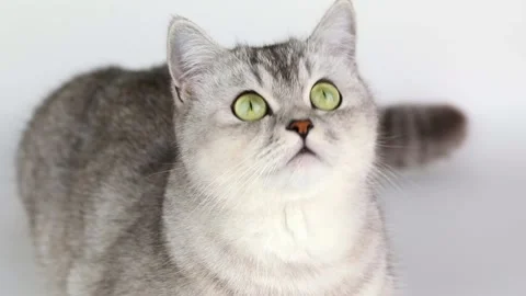 Gray cat close up with green eyes looks up Video stock 204953373