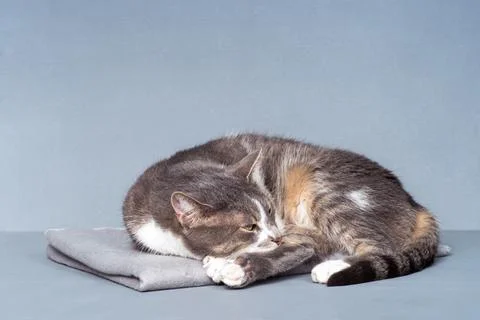 A gray cat close-up with white paws, a yellow belly with slightly open eyes lies Stock Photos