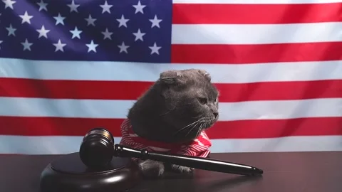 A gray cat in clothes sits at a table against the background Stock Footage 226149719