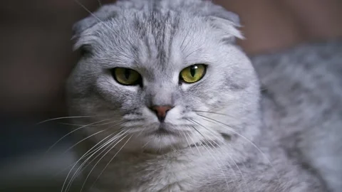 Gray cat clouse-up Stockbeeldmateriaal 145943502