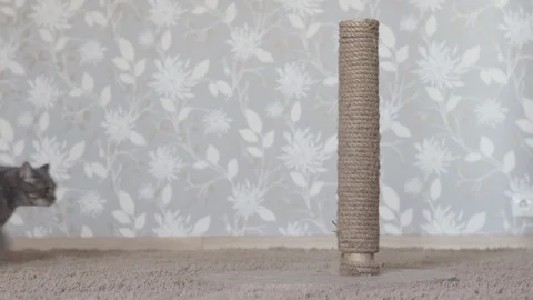 Gray cat come up to scratching post and lying on the floor Stock Footage 108721922