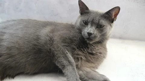 Gray cat on concrete background Stock Footage 237178655
