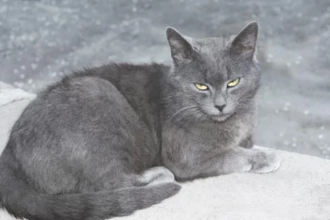 Gray cat on a concrete surface Stock Photos