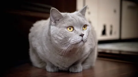 Gray Cat: Curious Gaze Stock Footage 312004349