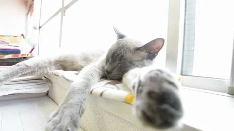 A Gray Cat in Deep Sleep That Won't Get Up Even When Stepped On Stock Footage 332454450