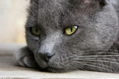 Gray Cat Deep in Thought Stock Photos