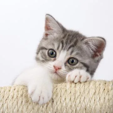 Gray cat with a device for playing and sharpening claws on a white background Stock Photos
