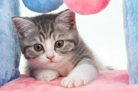 Gray cat with a device for playing and sharpening claws on a white background Foto stock