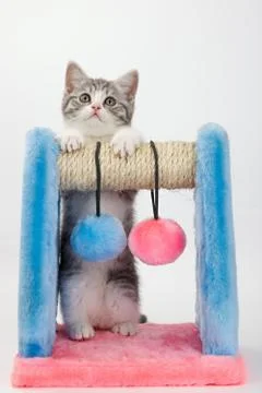 Gray cat with a device for playing and sharpening claws on a white background Stock Photos