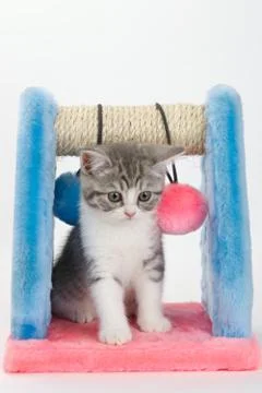 Gray cat with a device for playing and sharpening claws on a white background Stock Photos