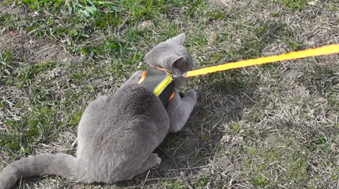 Gray cat does not want to go for a walk Video stock 49070491