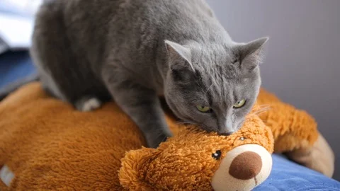 Gray cat doing massage to a teddy bear Video stock 128419092