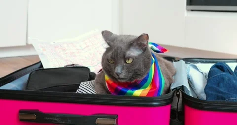 Gray cat donning vibrant rainbow bandana nestling comfortably inside pink open Stock Footage 307554316