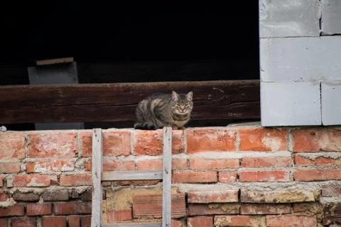Gray cat is in a dormer of bricks. Stock Photos