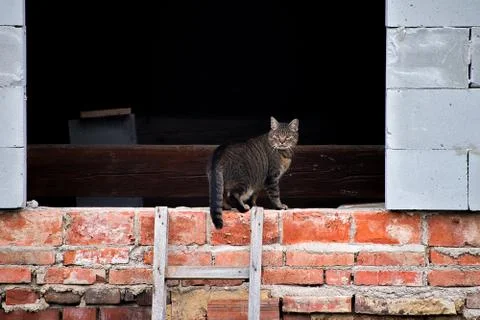 Gray cat is in a dormer of bricks. 스톡 사진