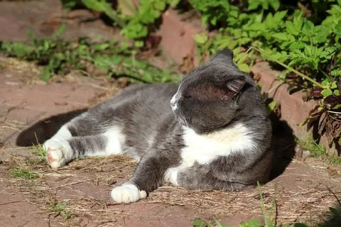 Gray cat is dozing his head turned in profile Stock Photos