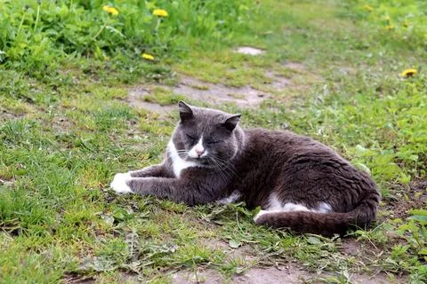 Gray cat dozing on its side on a path in the garden Stock Photos