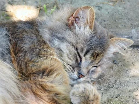 Gray cat dozing. Stock Photos