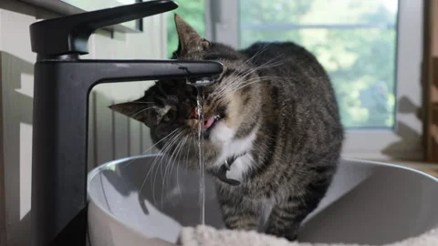 Gray cat drinking water from the faucet in the sink  Vídeos de archivo 282523962