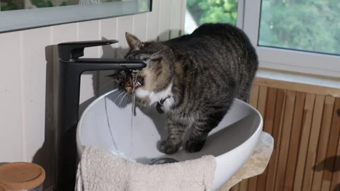 Gray cat drinking water from the faucet in the sink  Vídeos de archivo 282524237