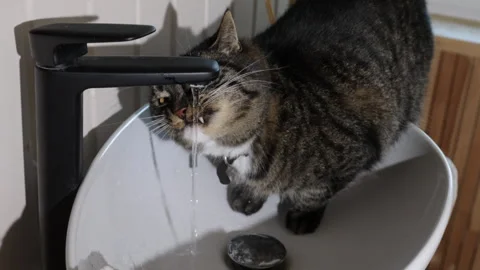 Gray cat drinking water from the faucet in the sink  Vídeos de archivo 282524355