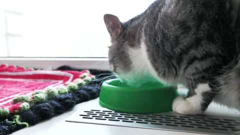 A gray cat drinks water. A beautiful view of a cat. Stock Footage 338029326