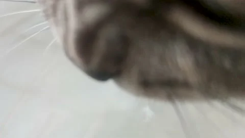 The Gray Cat Drinks Water. Slow Motion of a Cat Drinking Clean Water Stock-Footage 236288354