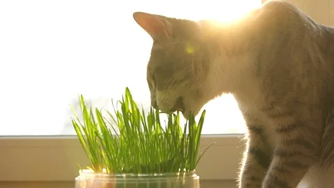 The gray cat is eating cat grass on a sunny day. Natural vitamins. care for pets Stock Footage 88540392