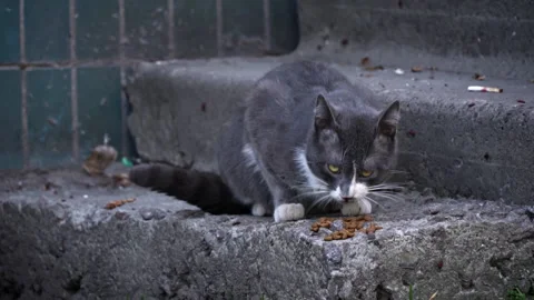 Gray Cat Eating on Concrete Steps Stock Footage 270531151