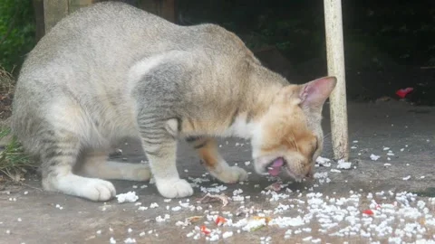 A gray cat is eating Stock Footage 332866681